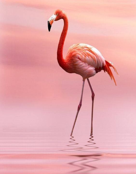 Flamand rose