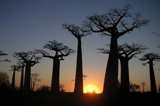 Baobabs d' Afrique
