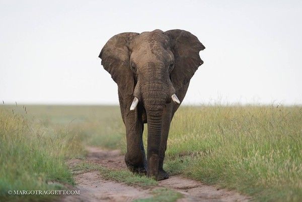 Photographie de Margot Raggett)