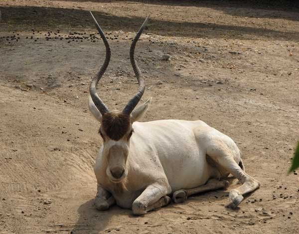 Addax