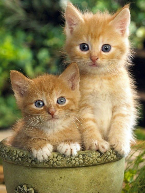 Chatons