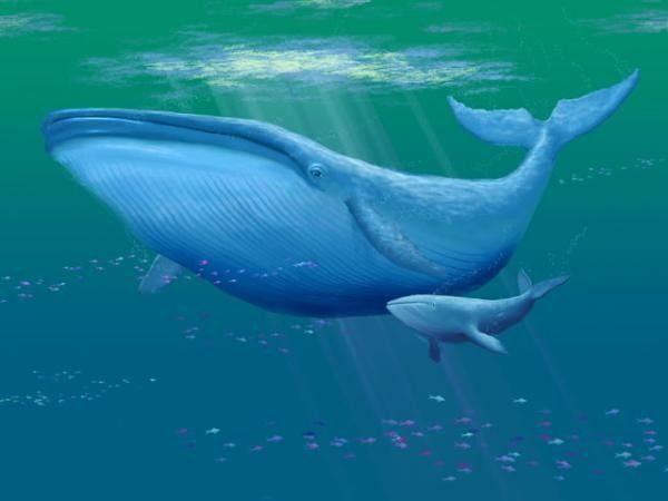 Baleine bleue