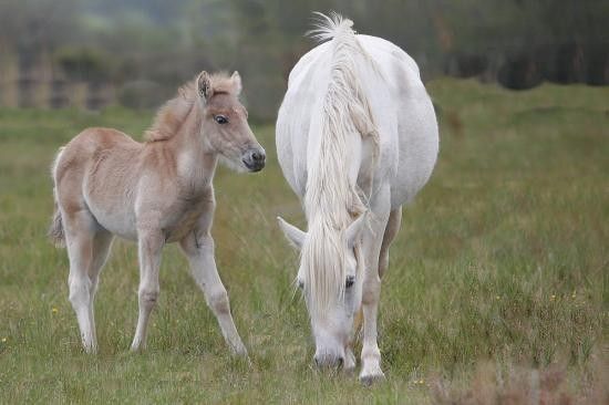 Chevaux