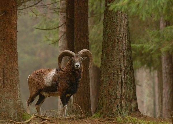 Argali