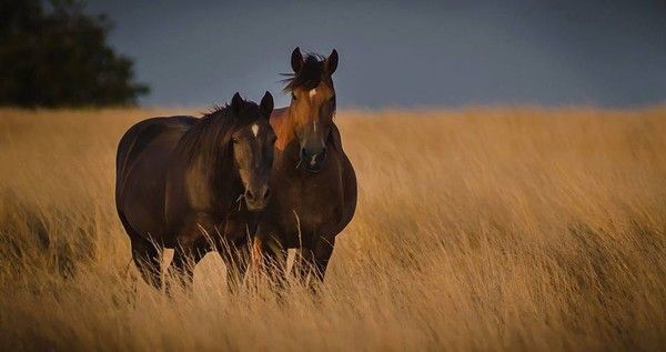 CHEVAUX