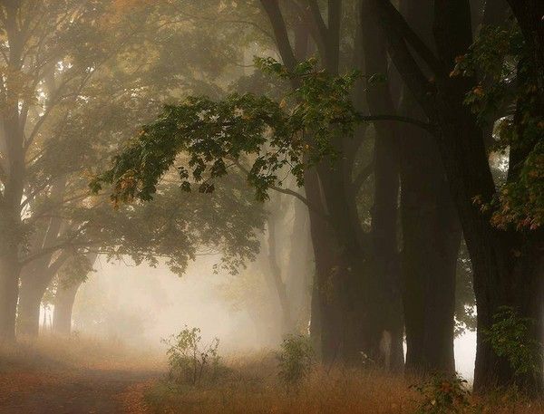 Ballade en forêt