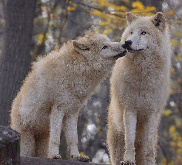 loups