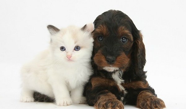 Chien et chat