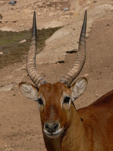 Antilope