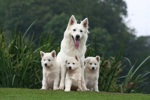 Une chienne et ses petits