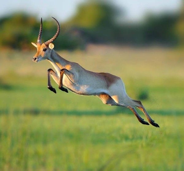 Gazelle