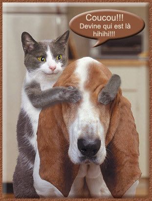 Chien et chat