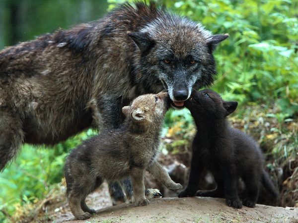 Une louve et ses petits