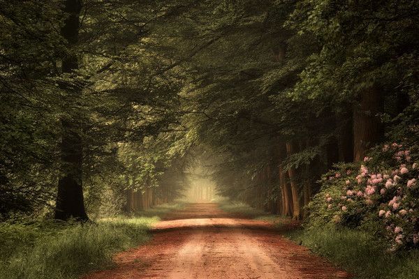 Ballade en forêt