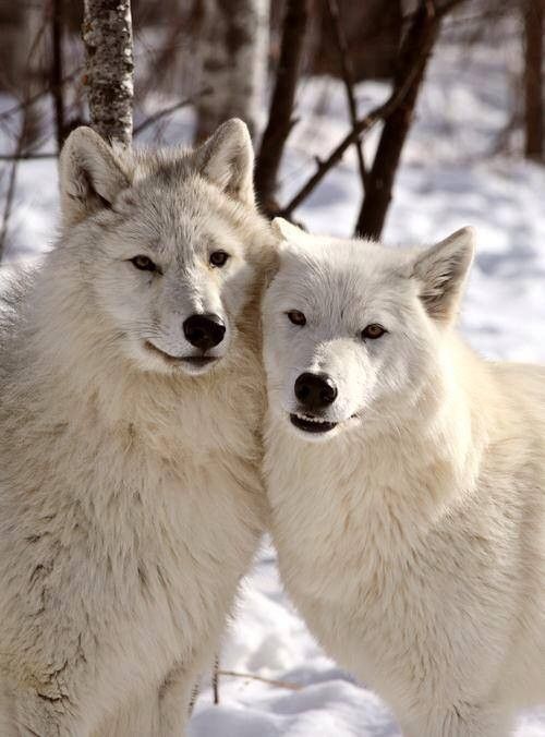 Loups