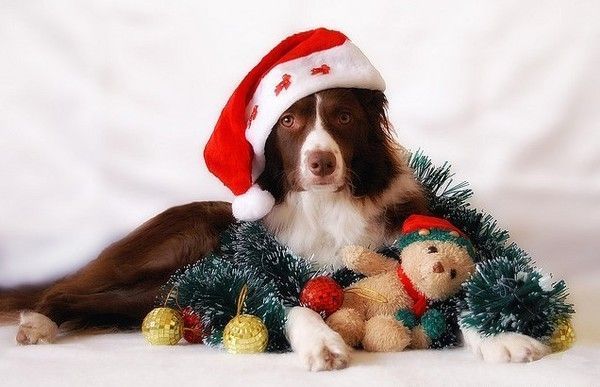 border collie