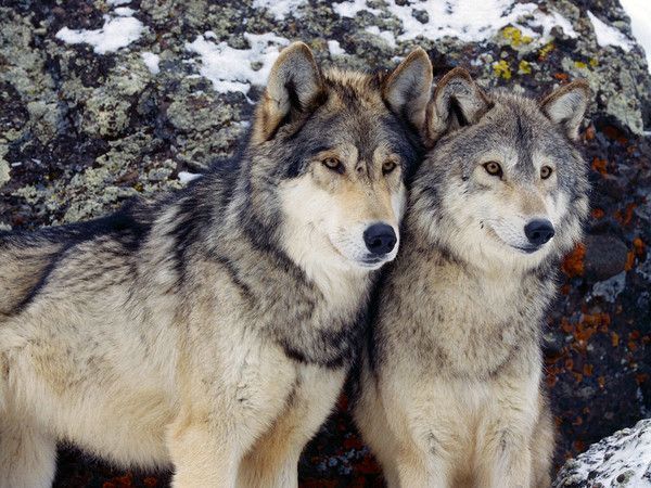 Loups