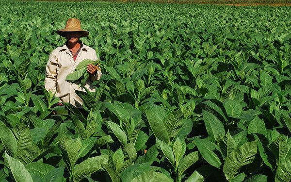 Plantation de café en Colombie