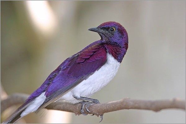 Etourneau améthyste, oiseau africain ( male )