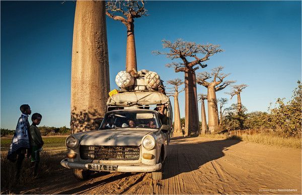 Magnifiques baobabs