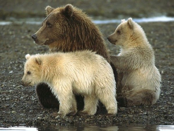 Ours polaires