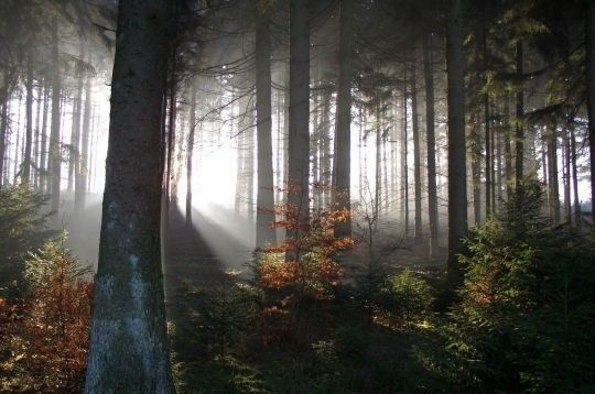 Une forêt en Belgique