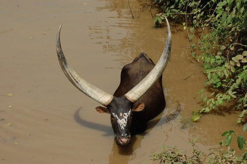 Petite vache rwandaise