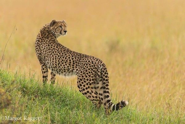 Photographie de Margot Raggett