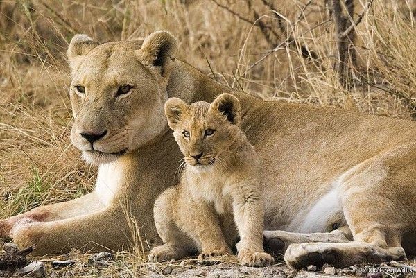 Une lionne et son petit