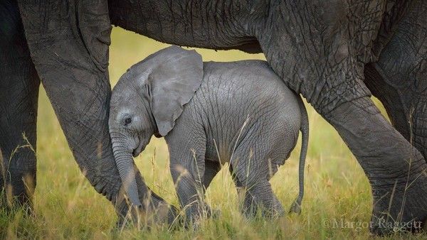 Photographie de Margot Raggett)