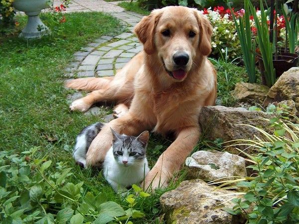 Chien et chat