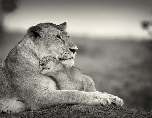 L'Afrique en noir et blanc