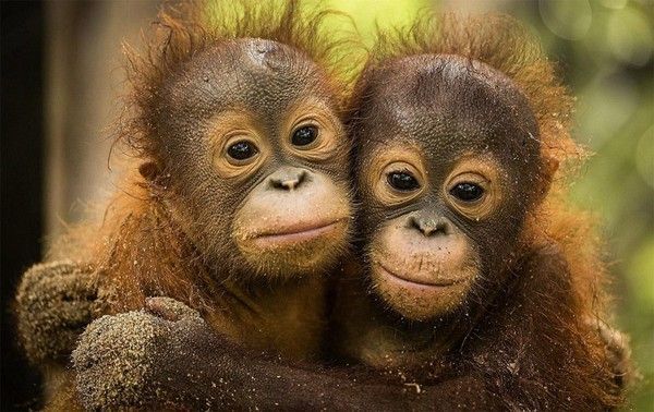 Bébés orang outans