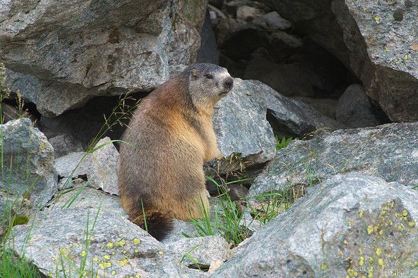 Marmotte