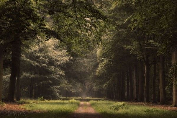 Ballade en forêt