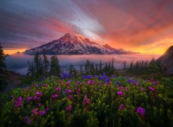 De Marc Adamus