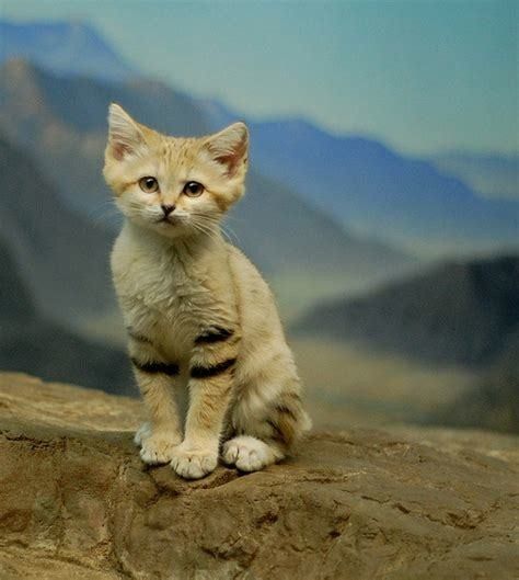 Chat des sables