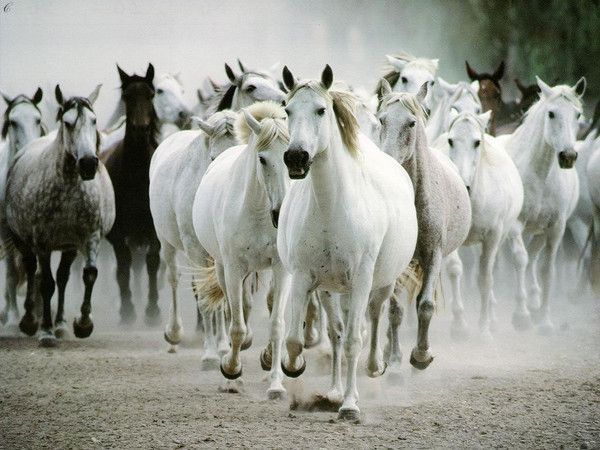 Chevaux