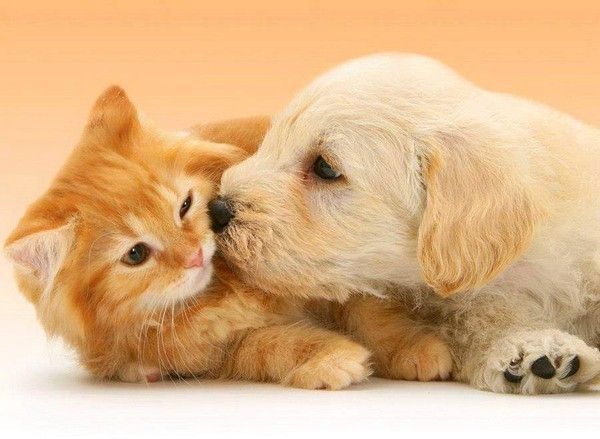 Chien et chat