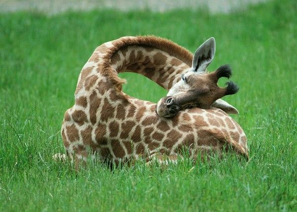 Girafon