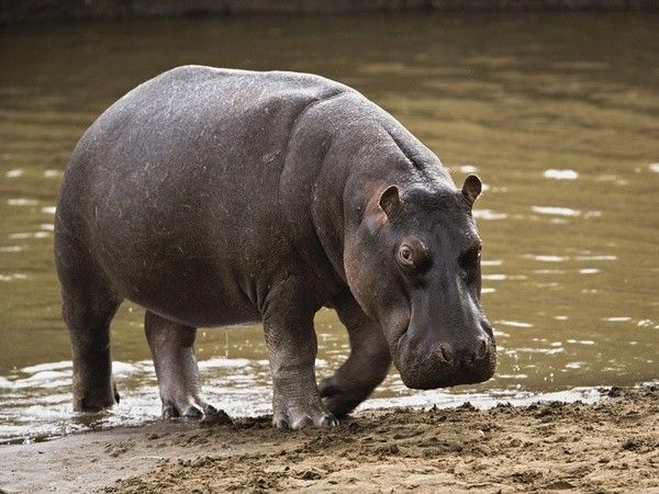 Hippopotame