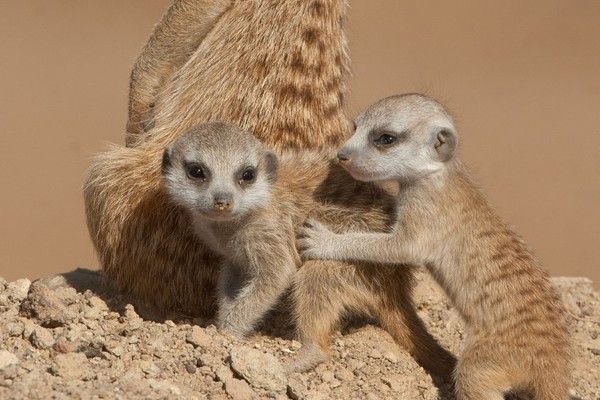 Bébés surricates