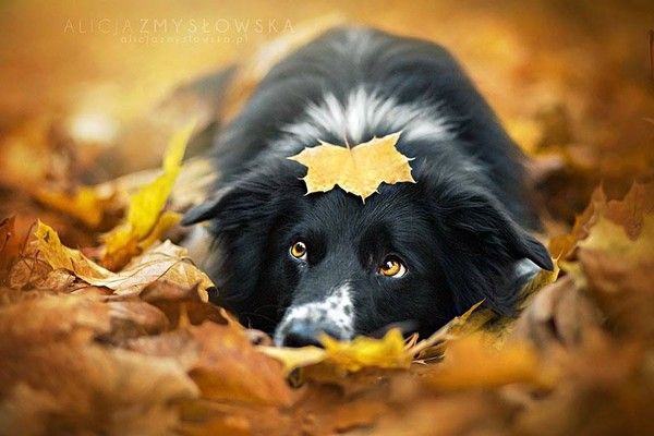 Border collie