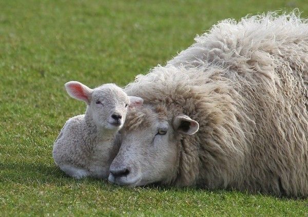 Une brebis et son agneau