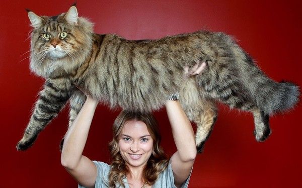 Chat (Main Coon)