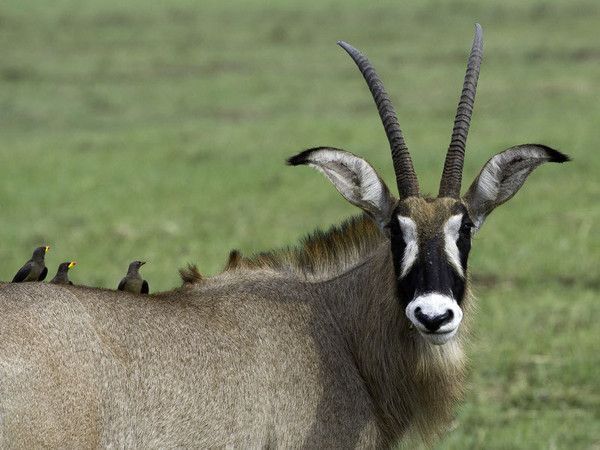 Antilope