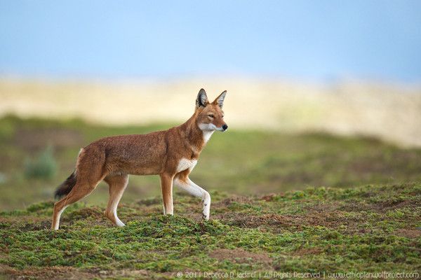 Loup d' Abyssinie