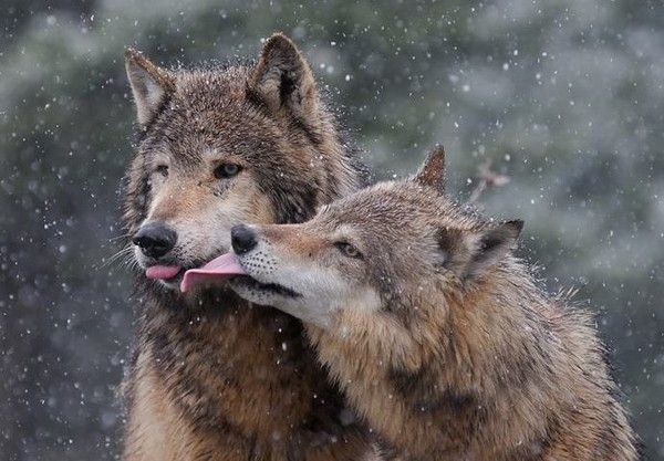 Loups