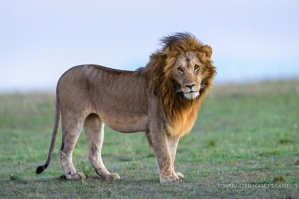 Photographie de Margot Raggett