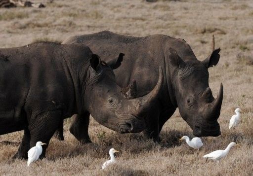 Rhinocéros